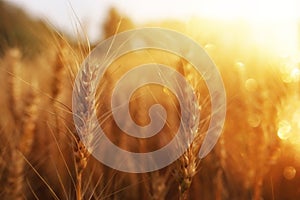 Ears of golden wheat in the field at sunset light