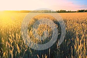 Ears of golden wheat in the field at sunset light