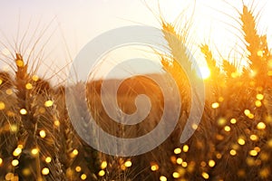 Ears of golden wheat in the field at sunset light. Glitter overlay