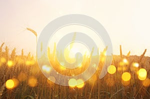 Ears of golden wheat in the field at sunset light. Glitter shiny overlay