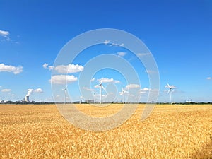 Ears of golden wheat field with wind power