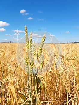 Ears of golden wheat field with wind power