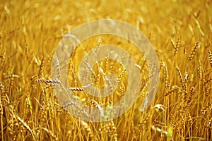 Ears of golden wheat grow on field in the rays of the setting sun