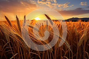 Ears of golden wheat growing in agricultural field at sunset. Generative AI