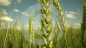 ears golden wheat sunset field. farming, agriculture farm. ears wheat field sky summer farm, under warm sun thick barley