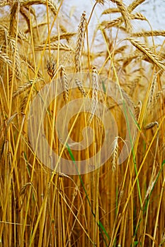 Triticale, a hybrid of wheat and rye.