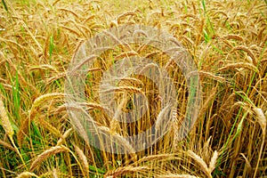 Triticale, a hybrid of wheat and rye.