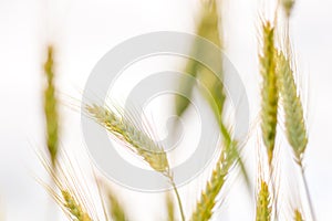 ears of grain in a grain field - a close-up view of Triticale ears