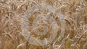 Ears of grain in light breezes on a sunny day.