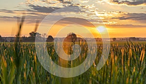 Ears of grain with the rising sun in the background