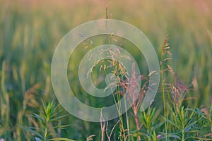 Ears of grain at sunset in summer