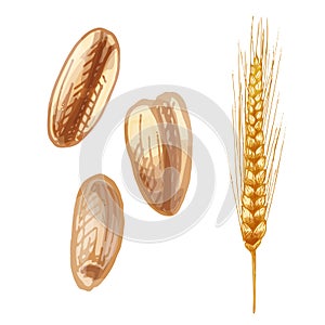 Ears with grain of wheat. Vector color vintage hand drawn hatching illustration