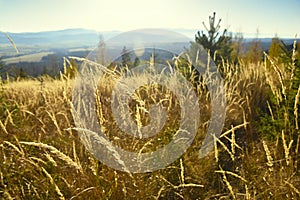 Ears of grass on a forest hillside at sunset in a national park in the High Tatras