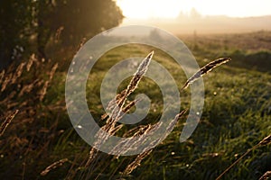 Ears of grass in the morning sun.A wheat field in the morning in the grass