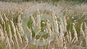 Ears of grass swaying in wind on summer meadow