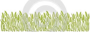 Ears of green field wheat rye or barley. Cereal agriculture. Vector background.