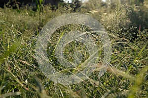 Ears of green grass in field. Field overgrown with grass