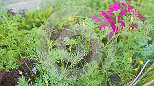 Ears of Green Grass Swaying in the Wind and Various Plants Growing in the Home Garden Among Flowers. Panoramic Camera