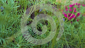 Ears of Green Grass and Various Plants Swaying in the Wind Growing in the Home Garden. In the background, Blurry Flowers