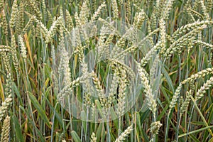 Ears of green wheat. Close-up. The flour obtained from wheat grains is used for baking bread, making beer, vodka, and also whiskey