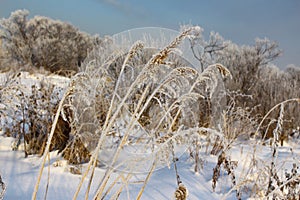 Ears in hoarfrost