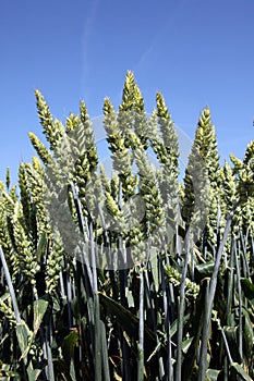 Ears of hybrid wheat