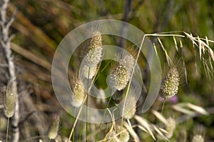 Ears of native grass in torndirrup national park