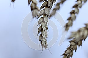 ears of oats against a white background