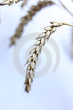 ears of oats against a white background