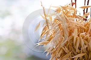 Ears of oats close-up on the background of the window. Oat harvest