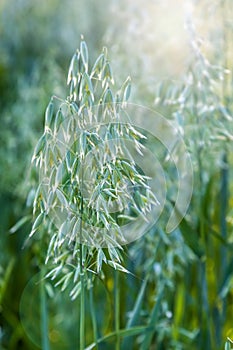 Ears of oats on the green field