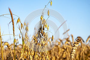 Ears of oats grow on a wheat field against the backdrop of the blue morning sky.