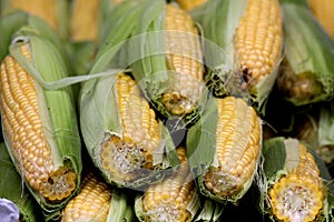 Ears of partially husked corn