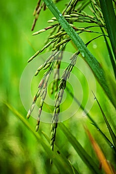 Ears of rice