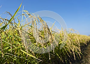 Ears of rice and blue sky