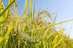 Ears of rice and blue sky