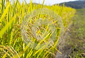 Ears of rice and blue sky