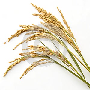 Ears of rice isolated on white background photo