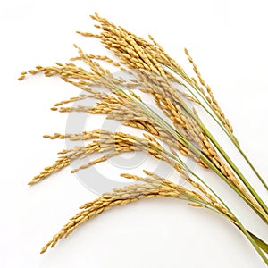 Ears of rice isolated on white background photo
