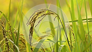 The ears of rice with light shines at sunset.