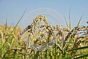 Ears of rice in paddy field