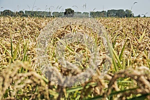 Ears of rice in paddy field