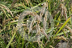 Ears of rice in paddy field