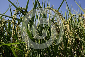 Ears of rice in paddy field