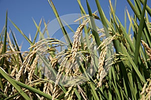 Ears of rice in paddy field