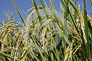 Ears of rice in paddy field