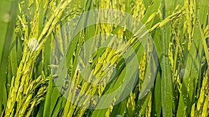 The ears of the rice that are almost ripe and the green rice leaves in the field