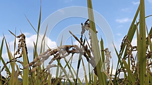 The ears of rice waiting to be harvested, along the wind and the blue sky behind them.