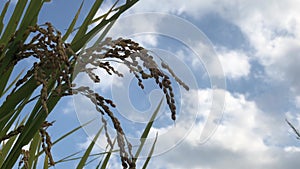 The ears of rice waiting to be harvested, along the wind and the blue sky behind them.