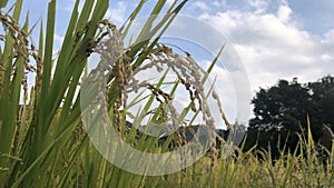 The ears of rice waiting to be harvested, along the wind and the blue sky behind them.